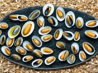 wie entstehen muscheln