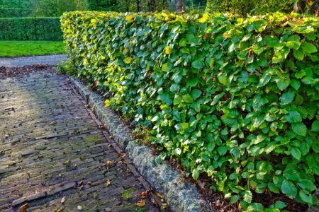 Natürlicher Sichtschutz im Garten: Alles, was Sie über die Gestaltung wissen müssen